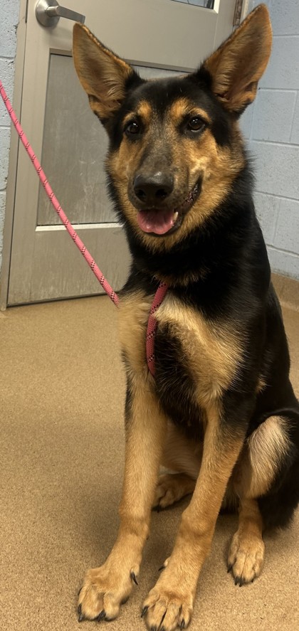 Shelter Stray Male Dog last seen Near Camp Cir, 30032, GA, 3280 Chamblee Dunwoody Rd, Chamblee, GA 30341, USA