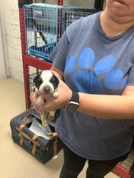 Shelter Stray Female Dog last seen Near martin st, East District,, 355 Hillshire Dr, Haslet, TX 76052, USA