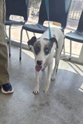 Shelter Stray Female Dog last seen Near Bunkerton Dr, North District, TX, 355 Hillshire Dr, Haslet, TX 76052, USA