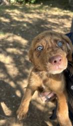 Shelter Stray Male Dog last seen Near KILLIAN ST, Central District, TX, 355 Hillshire Dr, Haslet, TX 76052, USA