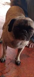 Lost Female Dog last seen Nisqualli rd, Victorville, CA 92395