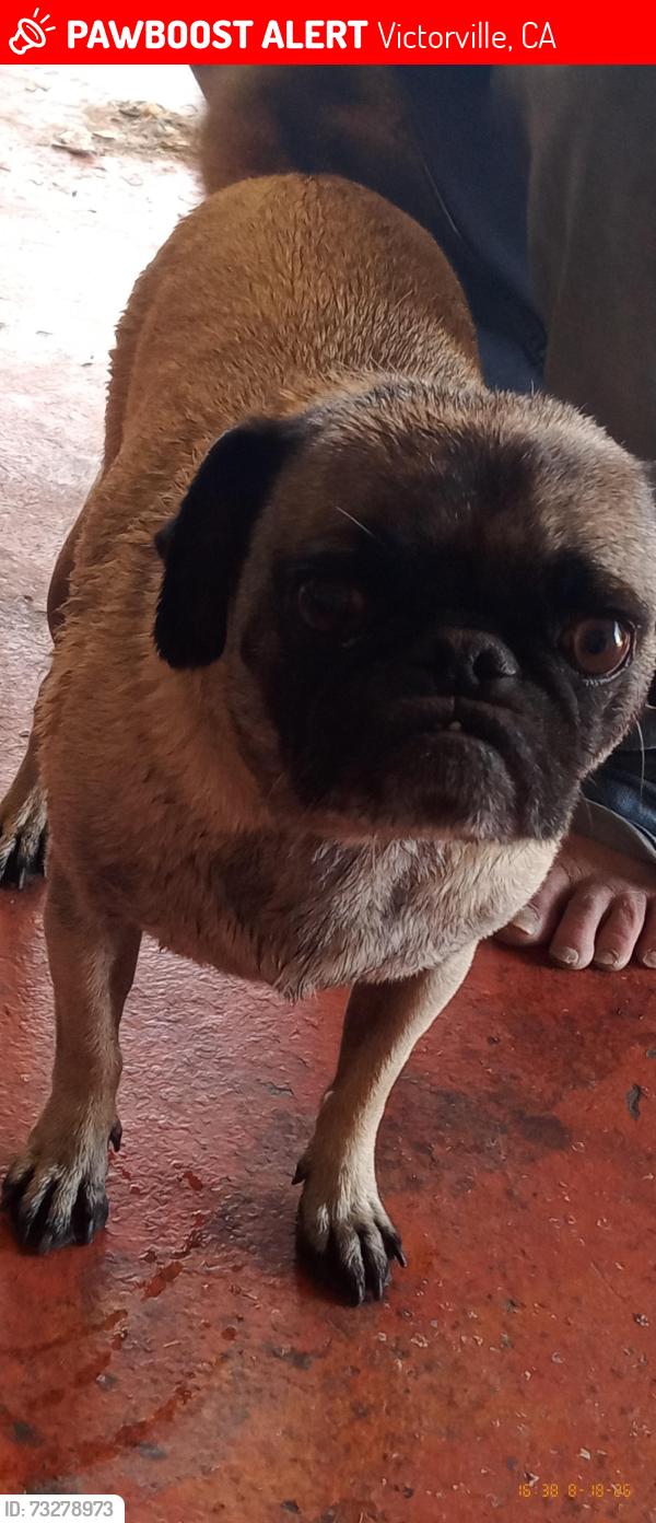 Lost Female Dog last seen Nisqualli rd, Victorville, CA 92395