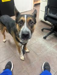 Shelter Stray Male Dog last seen TCC, District 1 - North Cleburne,, 2375 Service Dr, Cleburne, TX 76033, USA
