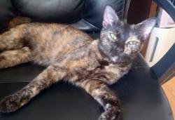 Found/Stray Female Cat last seen Shotwell and 20th, San Francisco, CA 94110