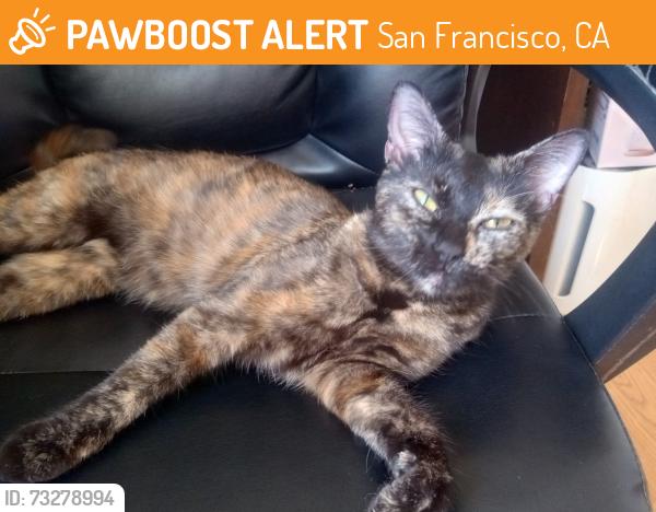 Found/Stray Female Cat last seen Shotwell and 20th, San Francisco, CA 94110