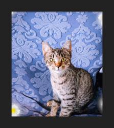 Lost Female Cat last seen Near West Anderson Street. Elma Wa, Elma, WA 98541