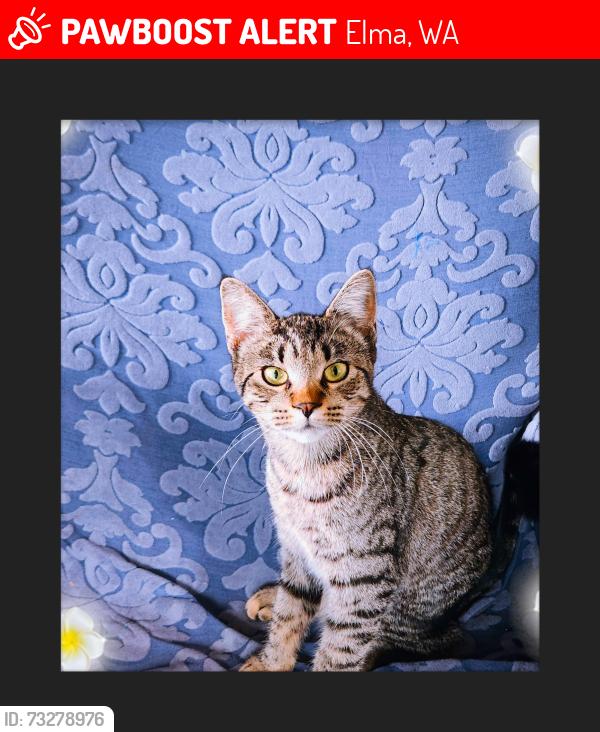 Lost Female Cat last seen Near West Anderson Street. Elma Wa, Elma, WA 98541