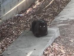 Found/Stray Unknown Cat last seen Around an RV park, Vallejo, CA 94590
