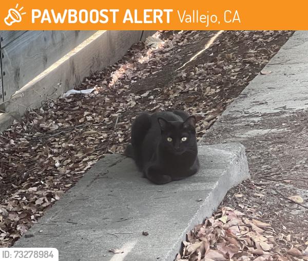 Found/Stray Unknown Cat last seen Around an RV park, Vallejo, CA 94590