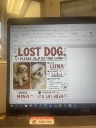 Lost Female Dog last seen Figuroea 61 st near a church and elementary school, Los Angeles, CA 90044