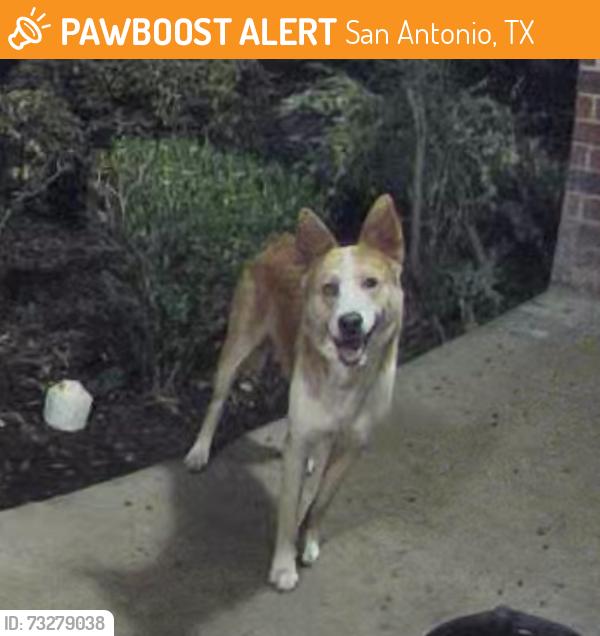 Found/Stray Male Dog last seen Scordato, San Antonio, TX 78266