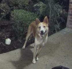 Found/Stray Male Dog last seen Scordato, San Antonio, TX 78266