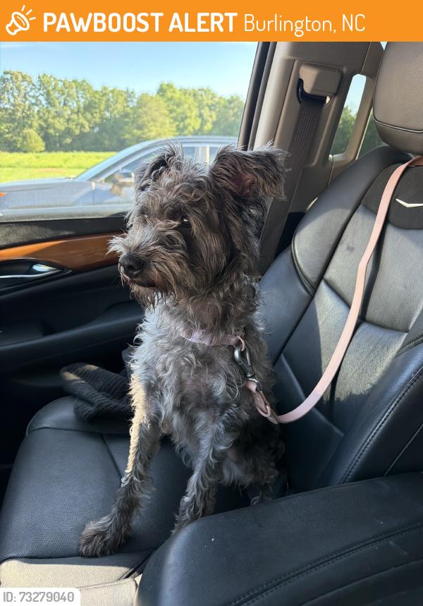 Found/Stray Female Dog last seen Mimis Pizza, Burlington, NC 27215