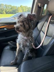 Found/Stray Female Dog last seen Mimis Pizza, Burlington, NC 27215