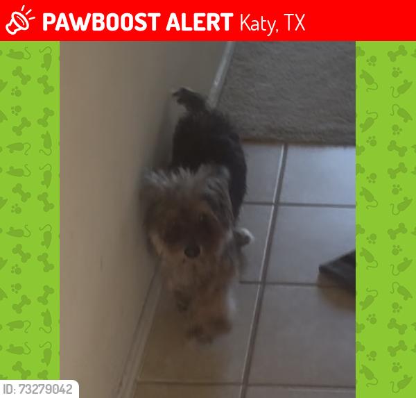 Lost Male Dog last seen Mason Manor, Katy, TX 77449
