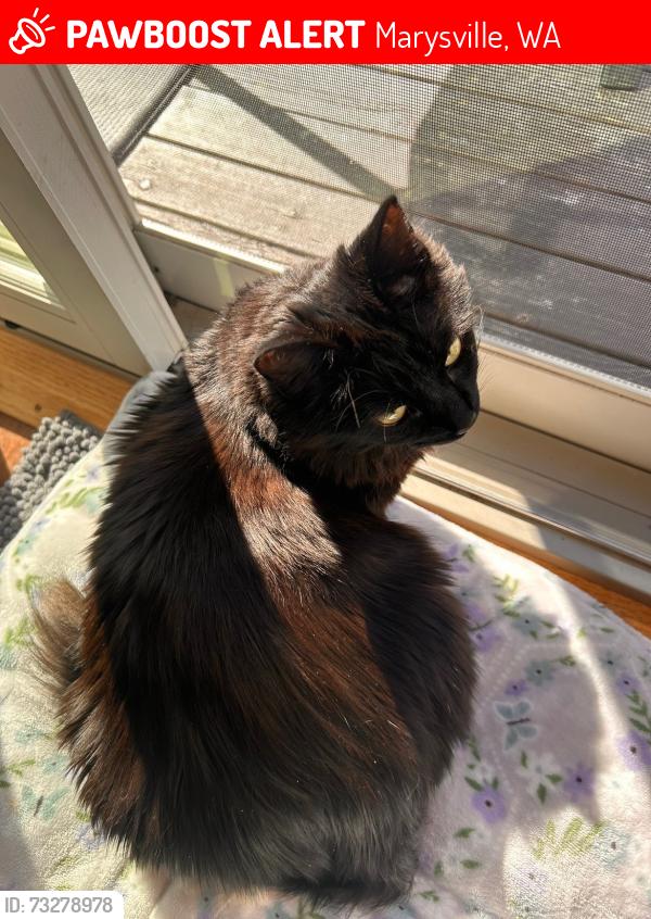 Lost Female Cat last seen 37th st ne Marysville Washington, Marysville, WA 98270