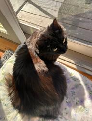 Lost Female Cat last seen 37th st ne Marysville Washington, Marysville, WA 98270