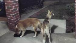 Found/Stray Female Dog last seen Scordato st, San Antonio, TX 78266