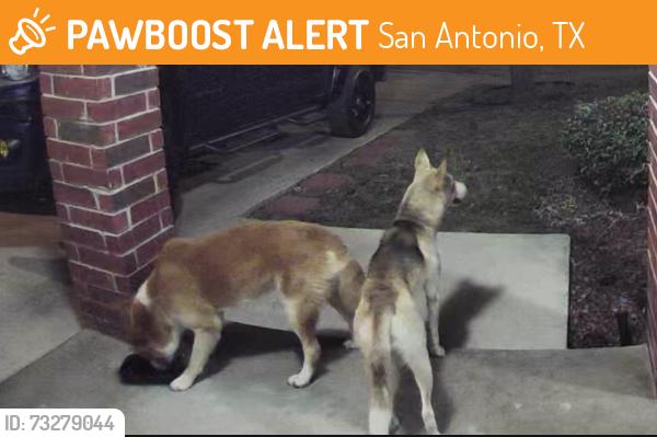 Found/Stray Female Dog last seen Scordato st, San Antonio, TX 78266