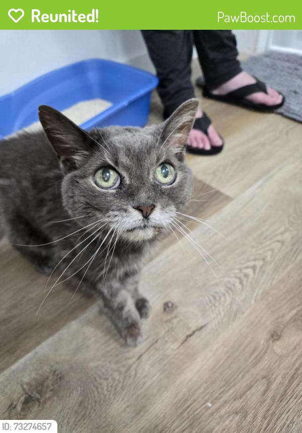 Reunited Unknown Cat last seen Found by Newbury Dr. and Covington Cres., Kitchener, ON N2N 2H1