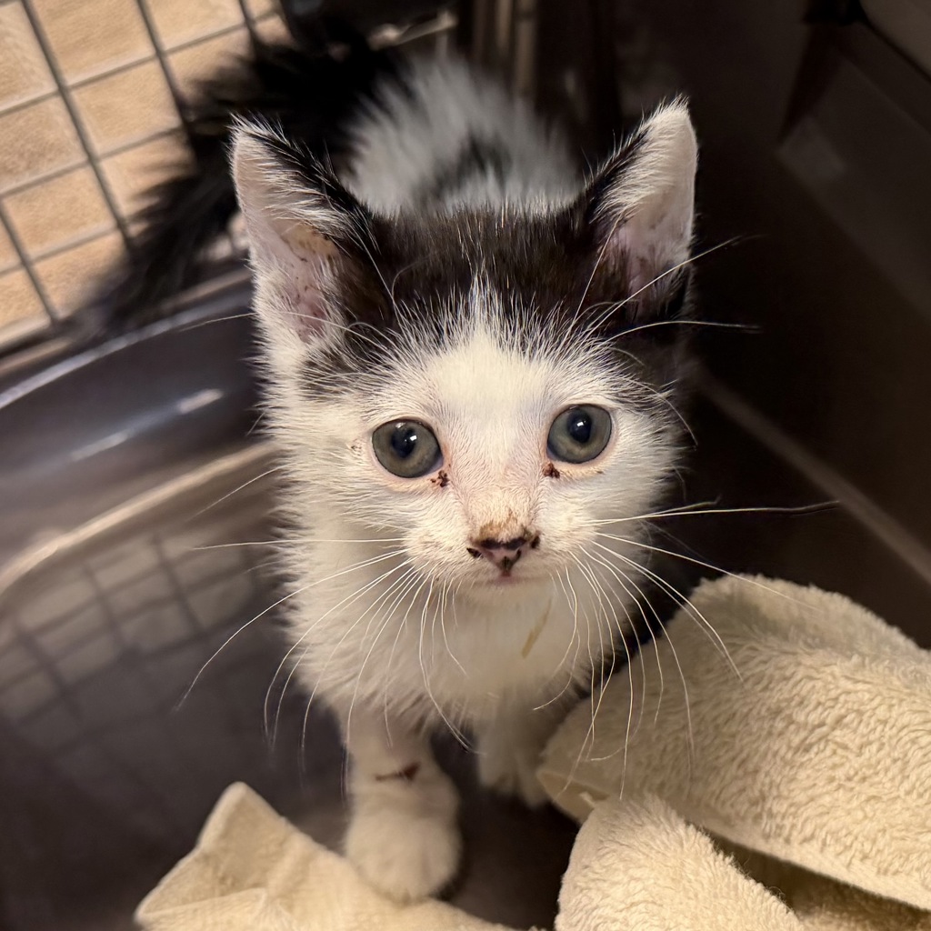 Shelter Stray Female Cat last seen A Street, San Diego, CA, 92101, 5500 Gaines St, San Diego, CA 92110, USA