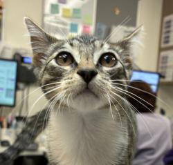 Shelter Stray Male Cat last seen Abandoned, TROUTDALE, OR, 97060, 1700 W Historic Columbia River Hwy, Troutdale, OR 97060, USA
