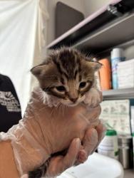 Shelter Stray Female Cat last seen Near E 5600 S, MURRAY CITY, UT, 84121, 511 W 3900 S, Salt Lake City, UT 84123, USA