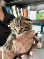 Shelter Stray Male Cat last seen Near E 5600 S, MURRAY CITY, UT, 84121, 511 W 3900 S, Salt Lake City, UT 84123, USA