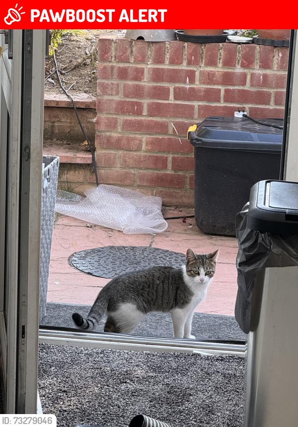 Lost Female Cat last seen Stonebridge Park, Greater London, England HA9 6HB