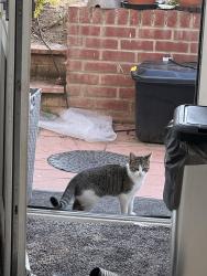 Lost Female Cat last seen Stonebridge Park, Greater London, England HA9 6HB