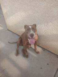 Reunited Male Dog last seen Don Pedro park, Ceres, CA 95307