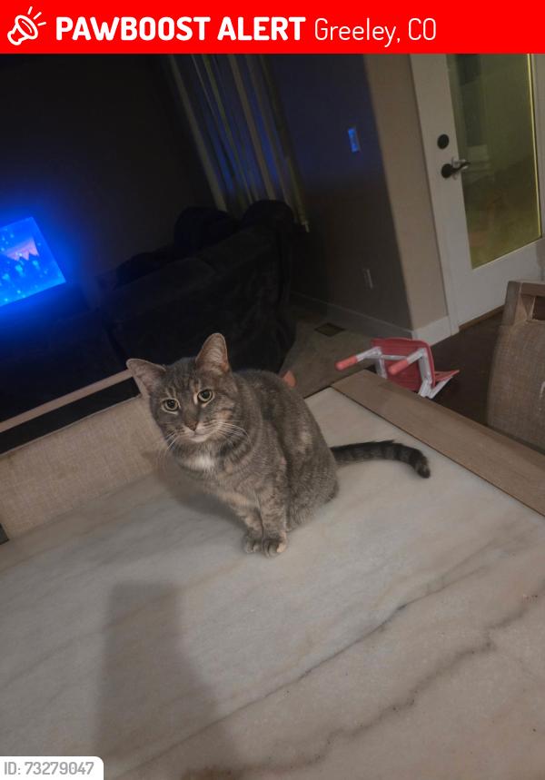 Lost Female Cat last seen 83rd ave & 34, Greeley, CO 80634
