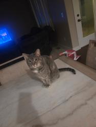 Lost Female Cat last seen 83rd ave & 34, Greeley, CO 80634