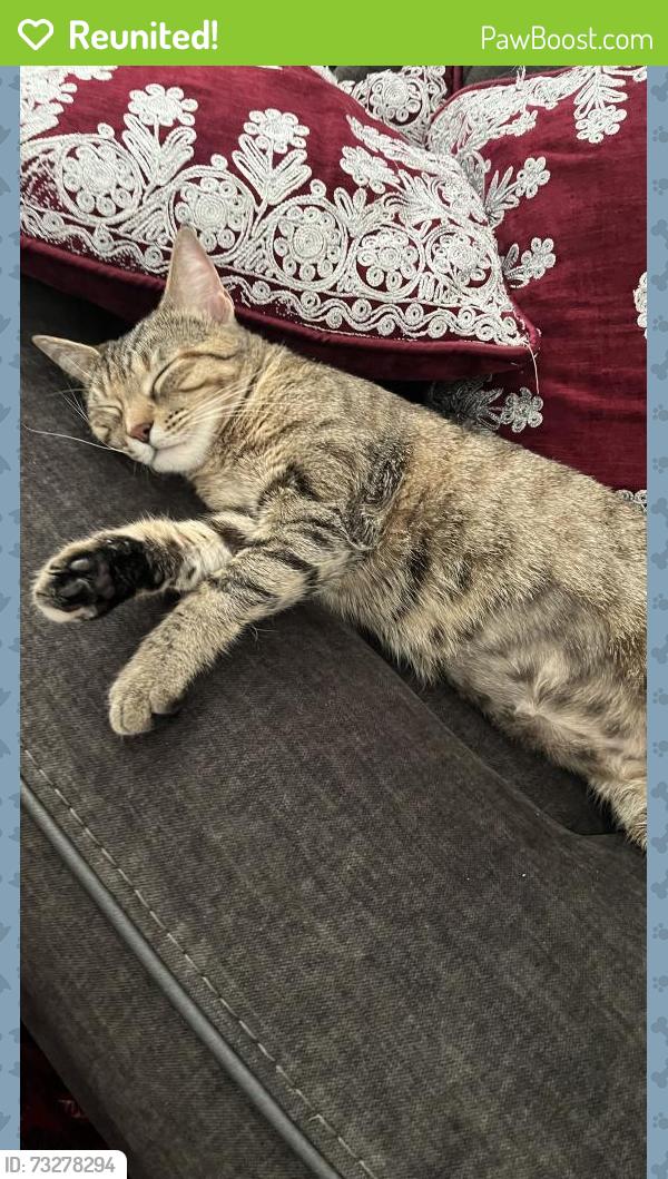 Reunited Female Cat last seen Mosspark lane, Fort Worth, TX 76123