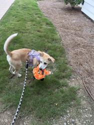 Reunited Female Dog last seen Near emden St North Charleston Sc 29406, North Charleston, SC 29406