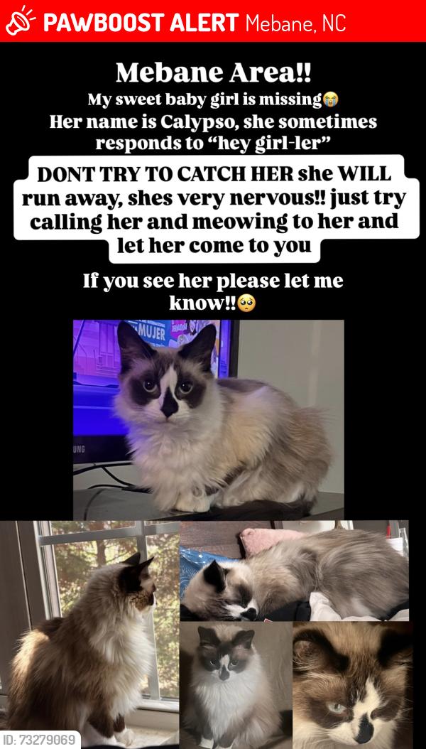 Lost Female Cat last seen the driveway of the last address she was seen, somewhere in that area, Mebane, NC 27302
