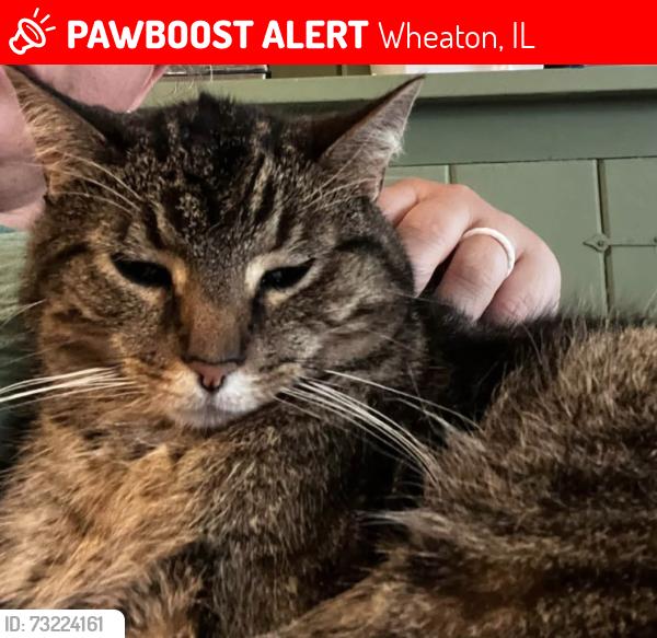 Lost Female Cat last seen Main Street and Elm Street, Wheaton, IL 60189