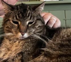 Lost Female Cat last seen Main Street and Elm Street, Wheaton, IL 60189