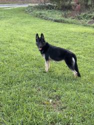 Reunited Unknown Dog last seen Hendrick dr, Gastonia, NC 28052
