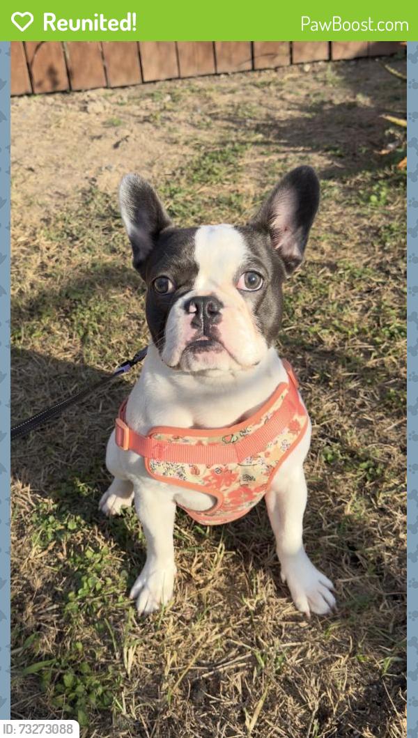 Reunited Female Dog last seen Near Canal St, Los Fresnos, TX 78566, USA, Los Fresnos, TX 78566