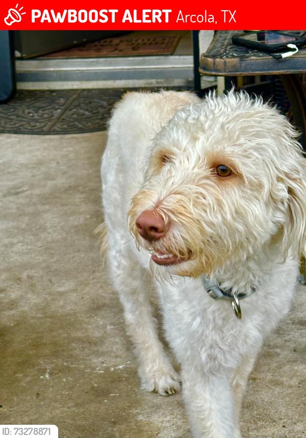 Lost Female Dog last seen Cloverdale, Arcola, TX 77583