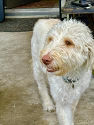 Lost Female Dog last seen Cloverdale, Arcola, TX 77583