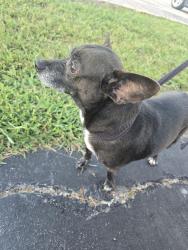 Found/Stray Male Dog last seen Near Fan Club Health and Fitness, Houston, TX 77027