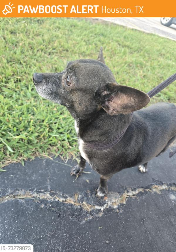Found/Stray Male Dog last seen Near Fan Club Health and Fitness, Houston, TX 77027