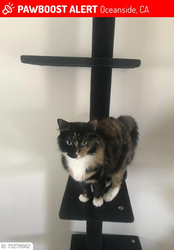 Lost Female Cat last seen El Camino real, Oceanside, CA 92057