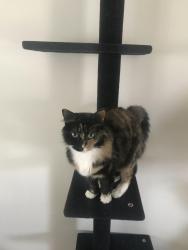 Lost Female Cat last seen El Camino real, Oceanside, CA 92057