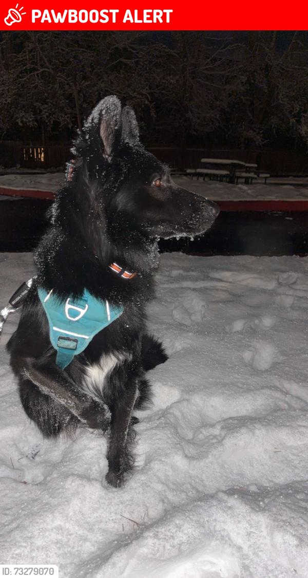 Lost Male Dog last seen Near s maverick 700 w, Salt Lake County, UT 84118