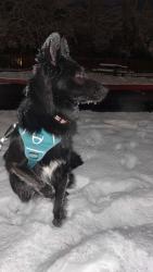 Lost Male Dog last seen Near s maverick 700 w, Salt Lake County, UT 84118