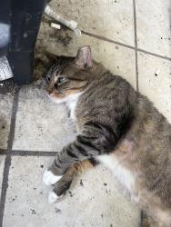 Found/Stray Female Cat last seen Kingsfield rd and Ziglar rs, Gonzalez, FL 32533