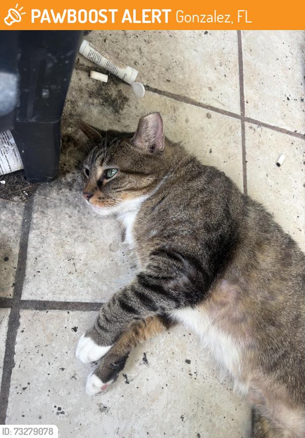 Found/Stray Female Cat last seen Kingsfield rd and Ziglar rs, Gonzalez, FL 32533
